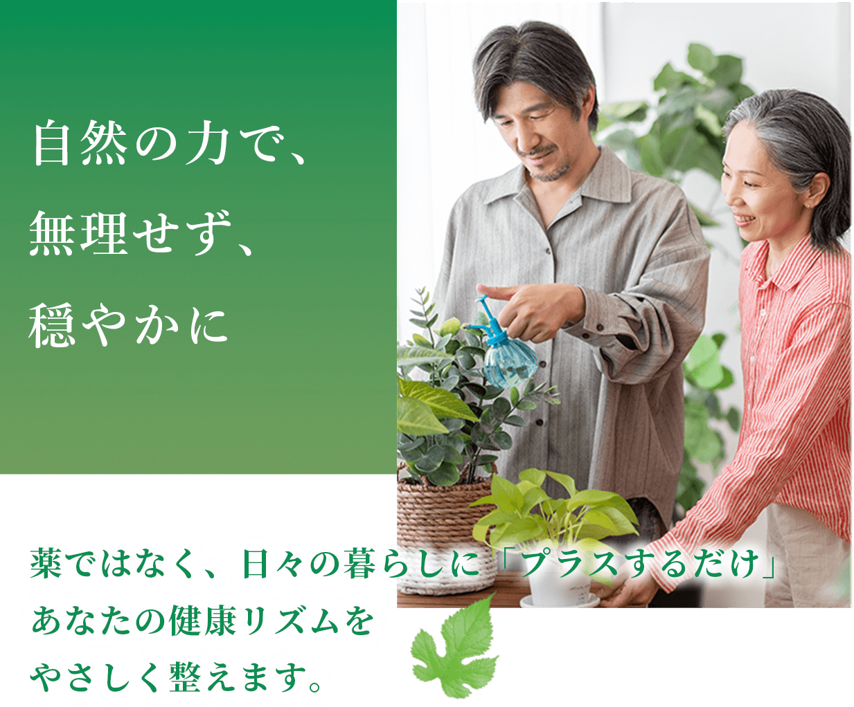 自然の力で、無理せず、穏やかに。シニアカップルが水やりをしている画像