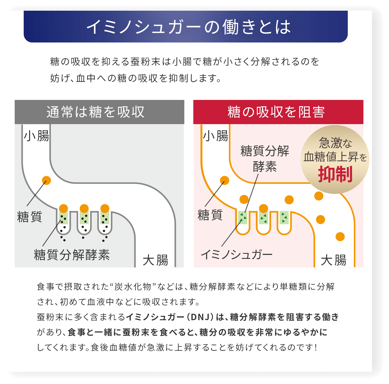 イミノシュガーの働きとは